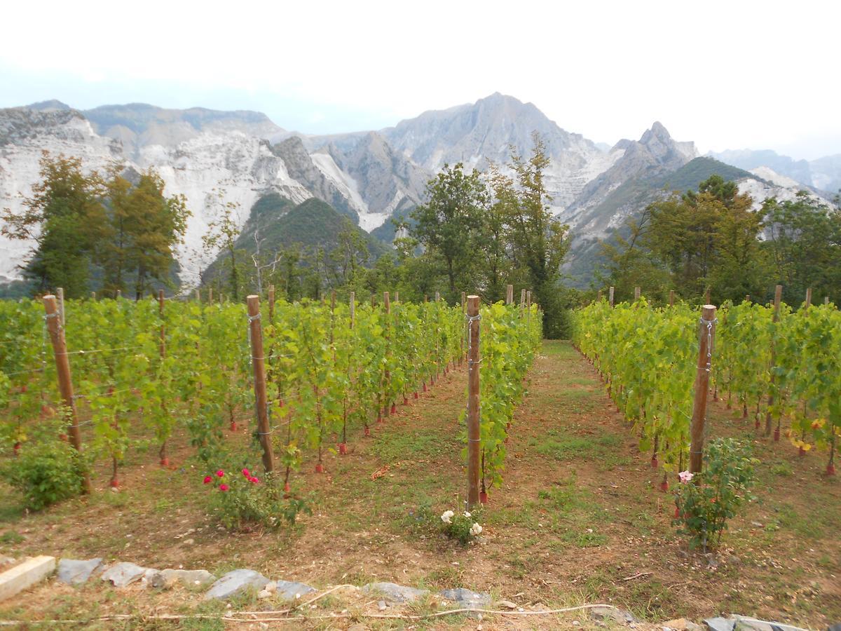 Galleria Ars Apua Bed & Breakfast Carrara Luaran gambar